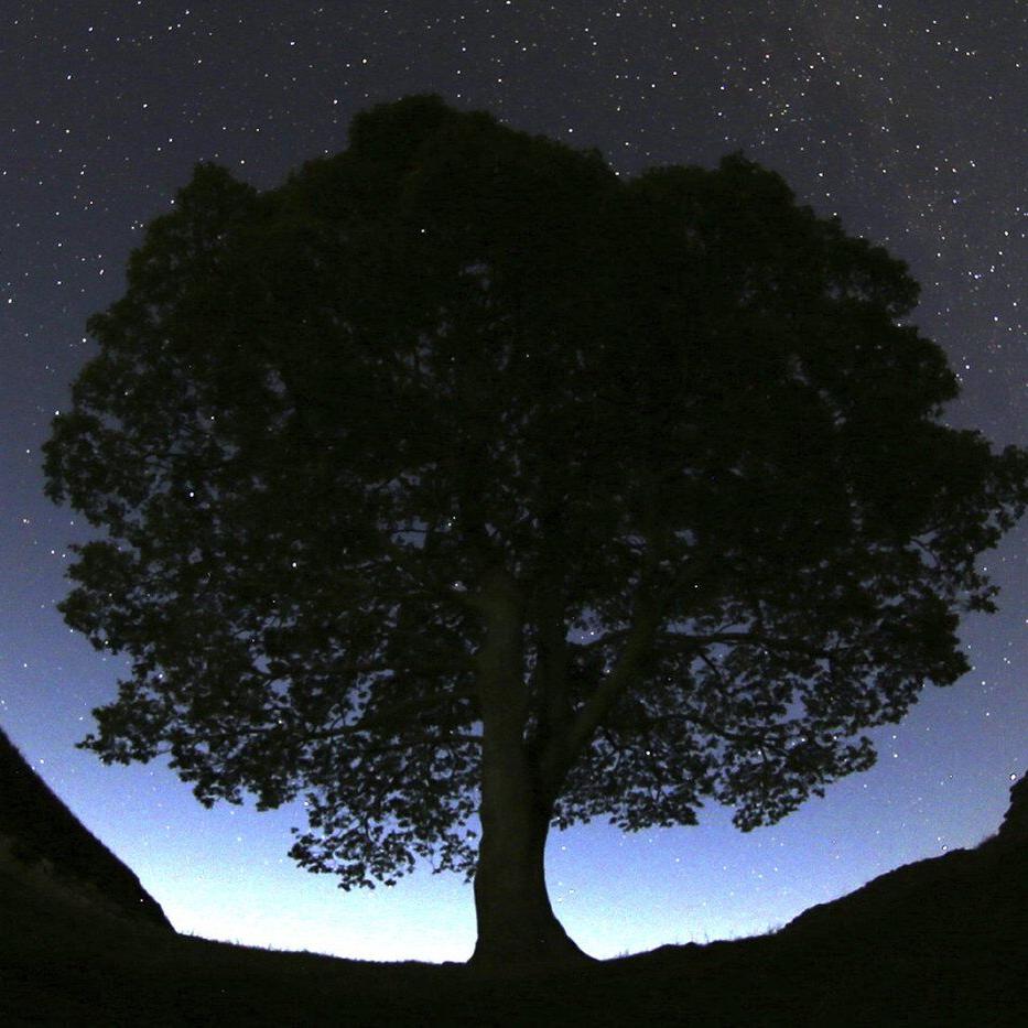 Prosecutor says Sycamore Gap tree cutters committed 'arboreal equivalent of mindless thuggery'